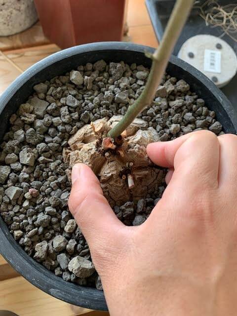 Dioscorea elephantipes【ディオスコレア・エレファンティペス/和名：亀甲竜】 | Rock plants